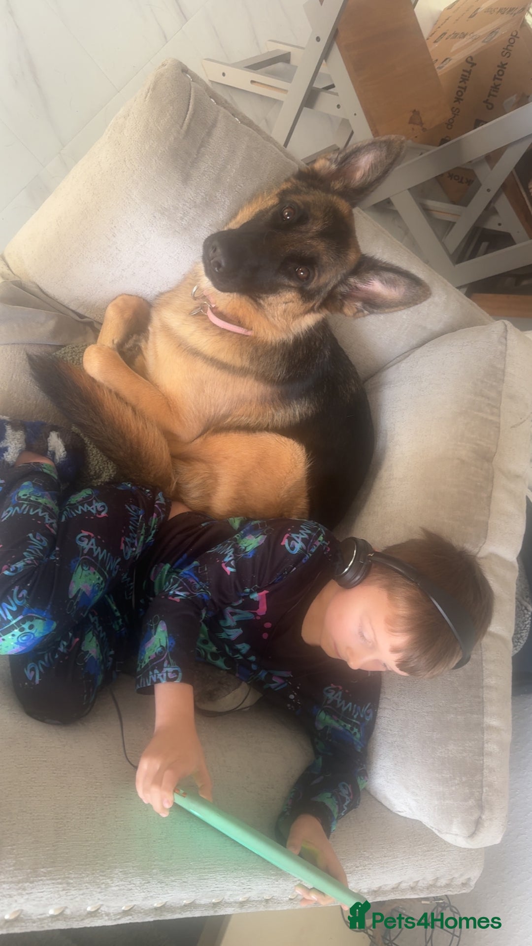 German Shepherd dogs for sale: This is willow  - Image 1