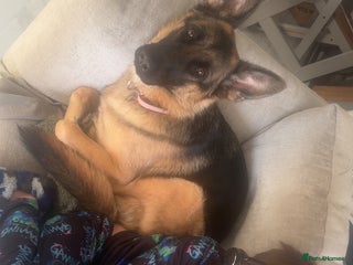 German Shepherd dogs - Advert 19