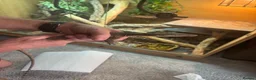 Monitor reptiles for sale: Kimberley Monitor  in Leigh - Advert 3