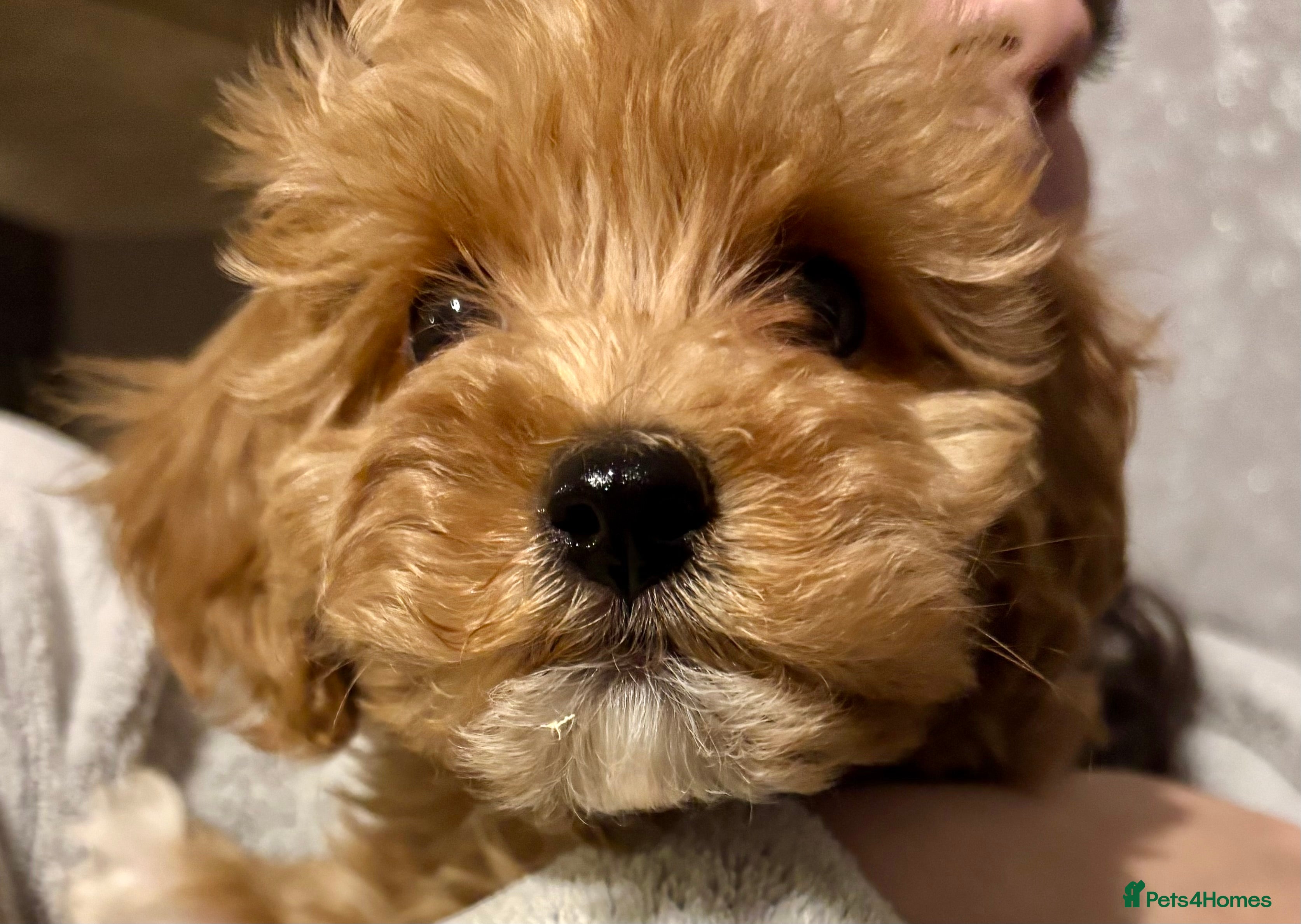 Cavachon dogs Super friendly, Litter trained Cavapoochon’s - Advert 6