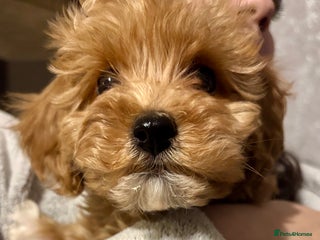 Cavachon dogs Super friendly, Litter trained Cavapoochon’s - Advert 18