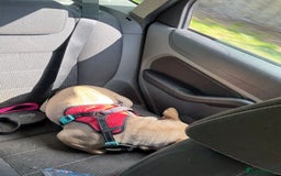 French Bulldog dogs for sale: french bulldog  - Image 2