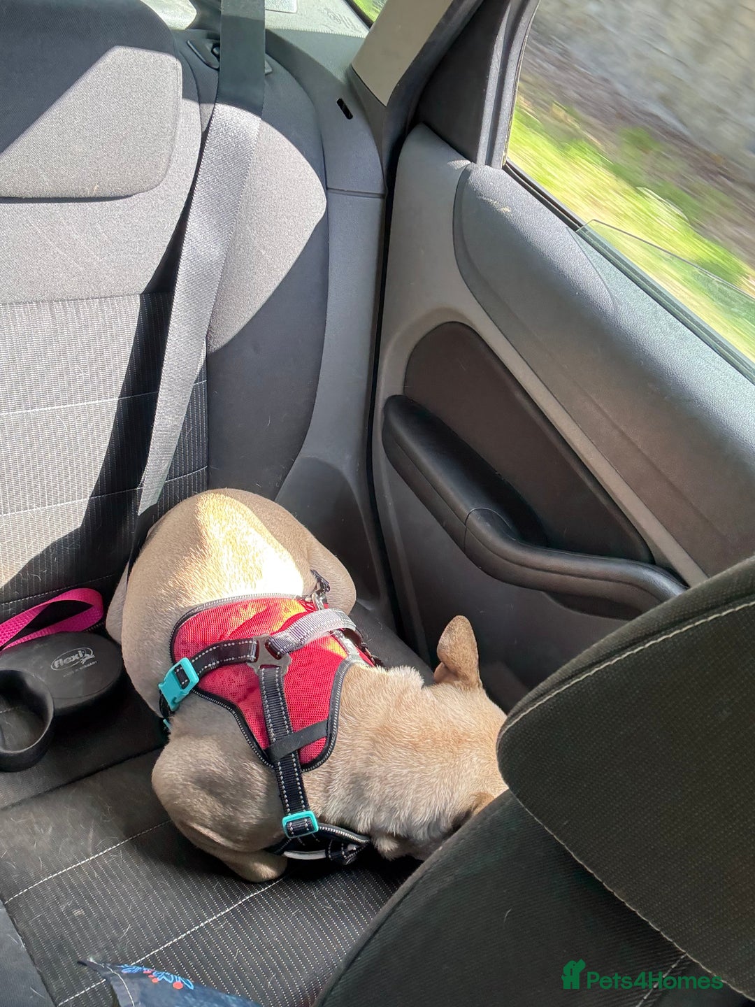 French Bulldog dogs for sale: french bulldog  - Image 2