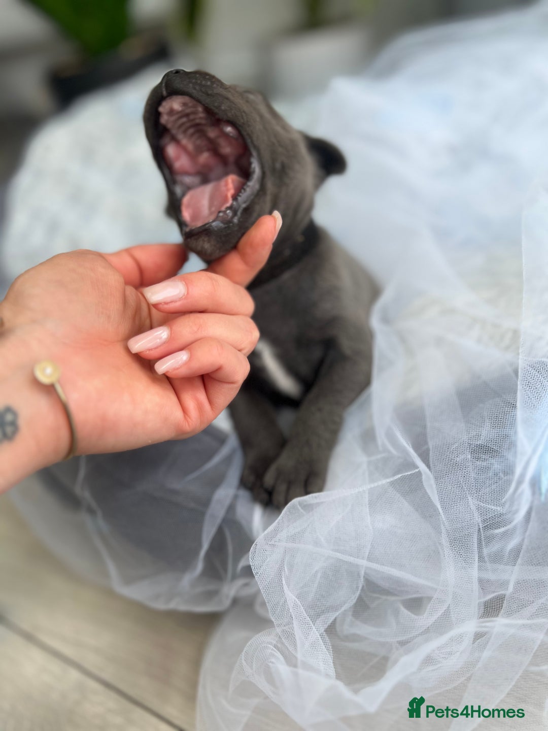 Staffordshire Bull Terrier dogs for sale: 🔷 Pharaon Champion Line Pups 🔷 in Wolverhampton - Image 6