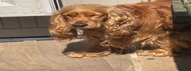 Lila 