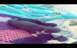 Chihuahua dogs for sale: Chihuahua - Full breed puppies - Image 13