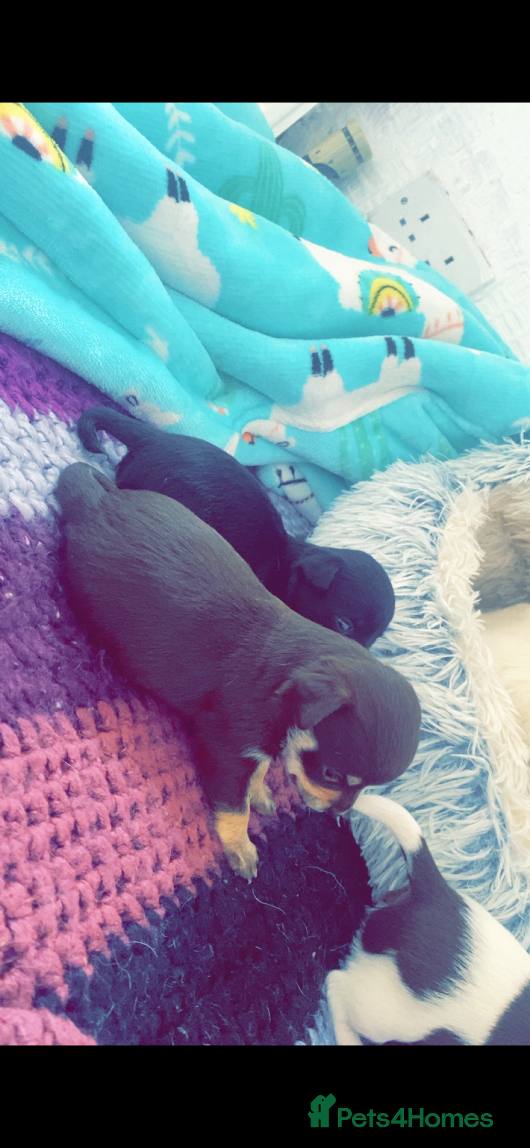 Chihuahua dogs for sale: Chihuahua - Full breed puppies - Image 13