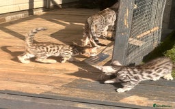 Savannah cats for sale: Savannah Kittens - Image 14