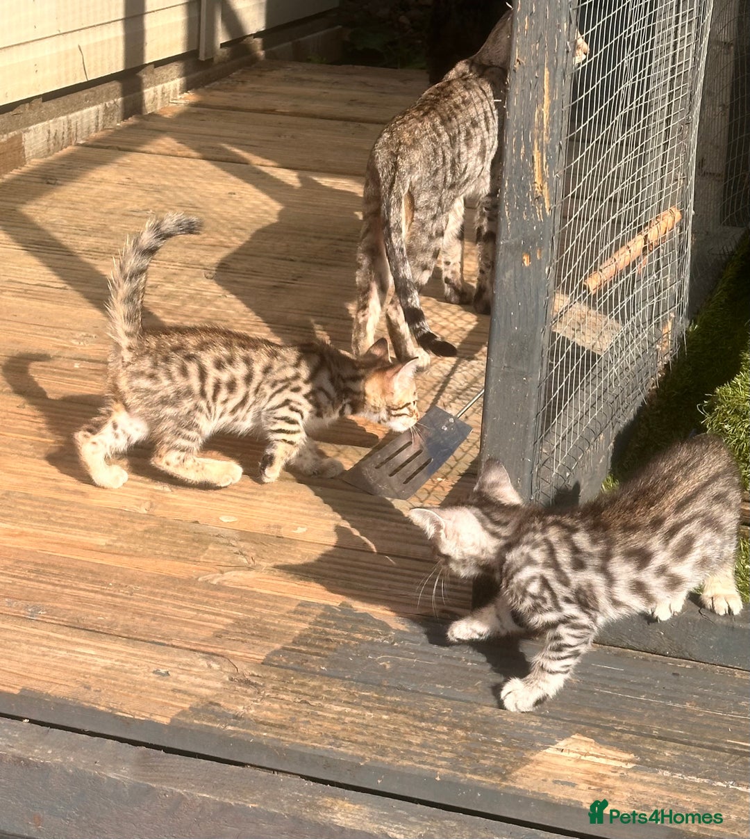 Savannah cats for sale: Savannah Kittens - Image 14