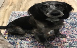 Mixed Breed dogs for sale: Ready now for their 5* homes - Image 9