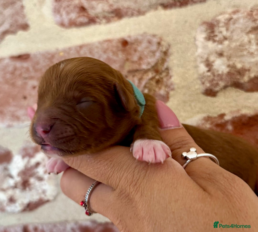Cavapoo dogs for sale: F1 Cavapoo males 🖤🩵 - Image 3