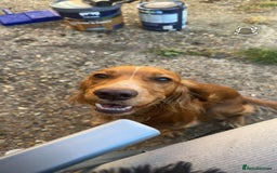 Cocker Spaniel dogs for sale: 7 beautiful cocker spaniel puppies black/brown - Advert 5