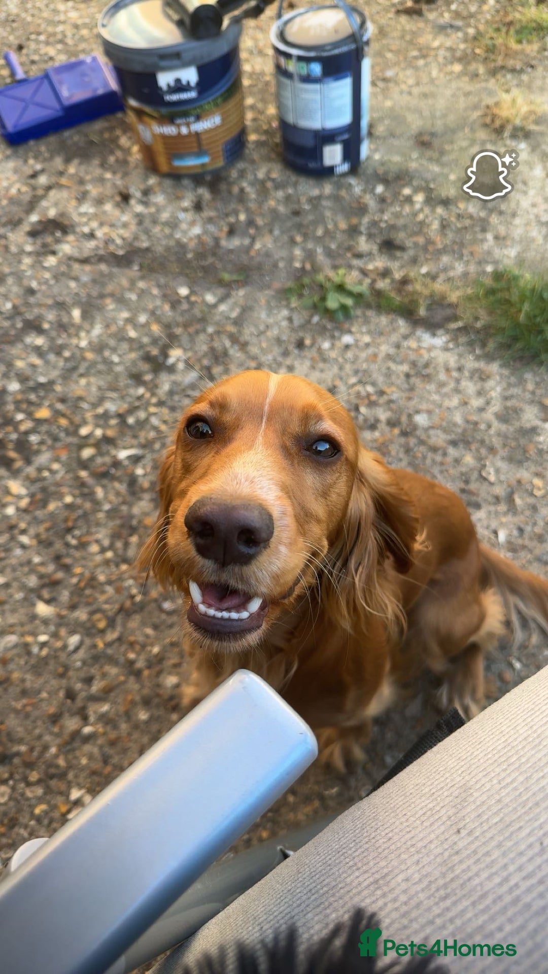 Cocker Spaniel dogs for sale: 7 beautiful cocker spaniel puppies black/brown - Advert 5