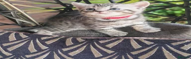 Darsy red collar 