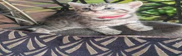 Mixed Breed cats for sale: Bengal mix  - Advert 36