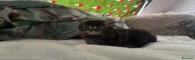 Domestic Shorthair 4