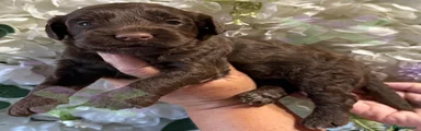 Cockapoo 4