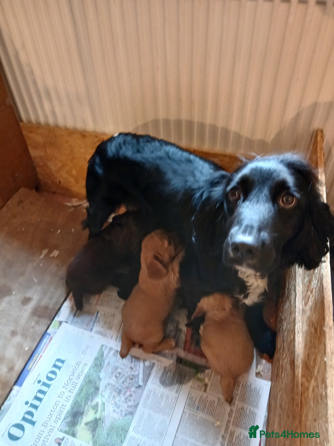 Sprocker dogs for sale: Beautiful cocker x sprocker pups - Image 8