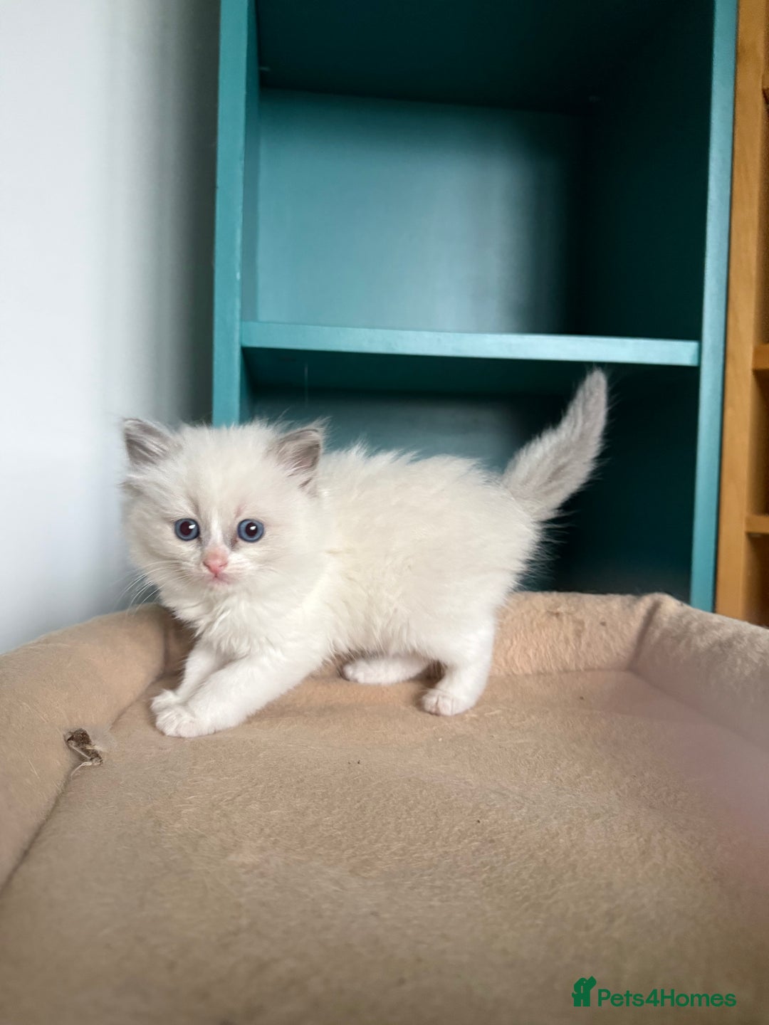 Ragdoll cats for sale: 📍1 FEMALE LEFT!🍼GCCF REGISTERED🐾 - Advert 6