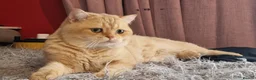British Shorthair cats for stud: BSH registed proven stud - Advert 6