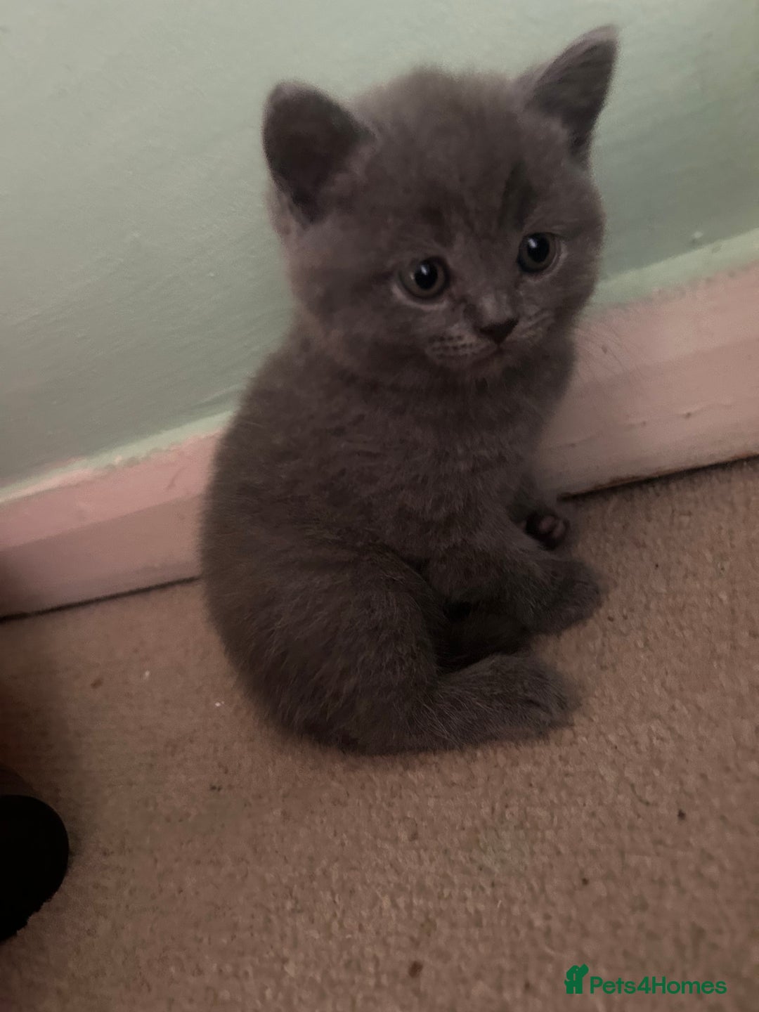 Scottish Fold cats for sale: Scottish fold/straight boys ready for reservation. - Image 8