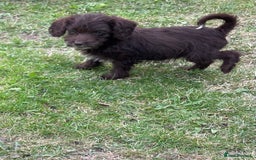 Labradoodle dogs for sale: miniature labradoodle puppies - Image 4