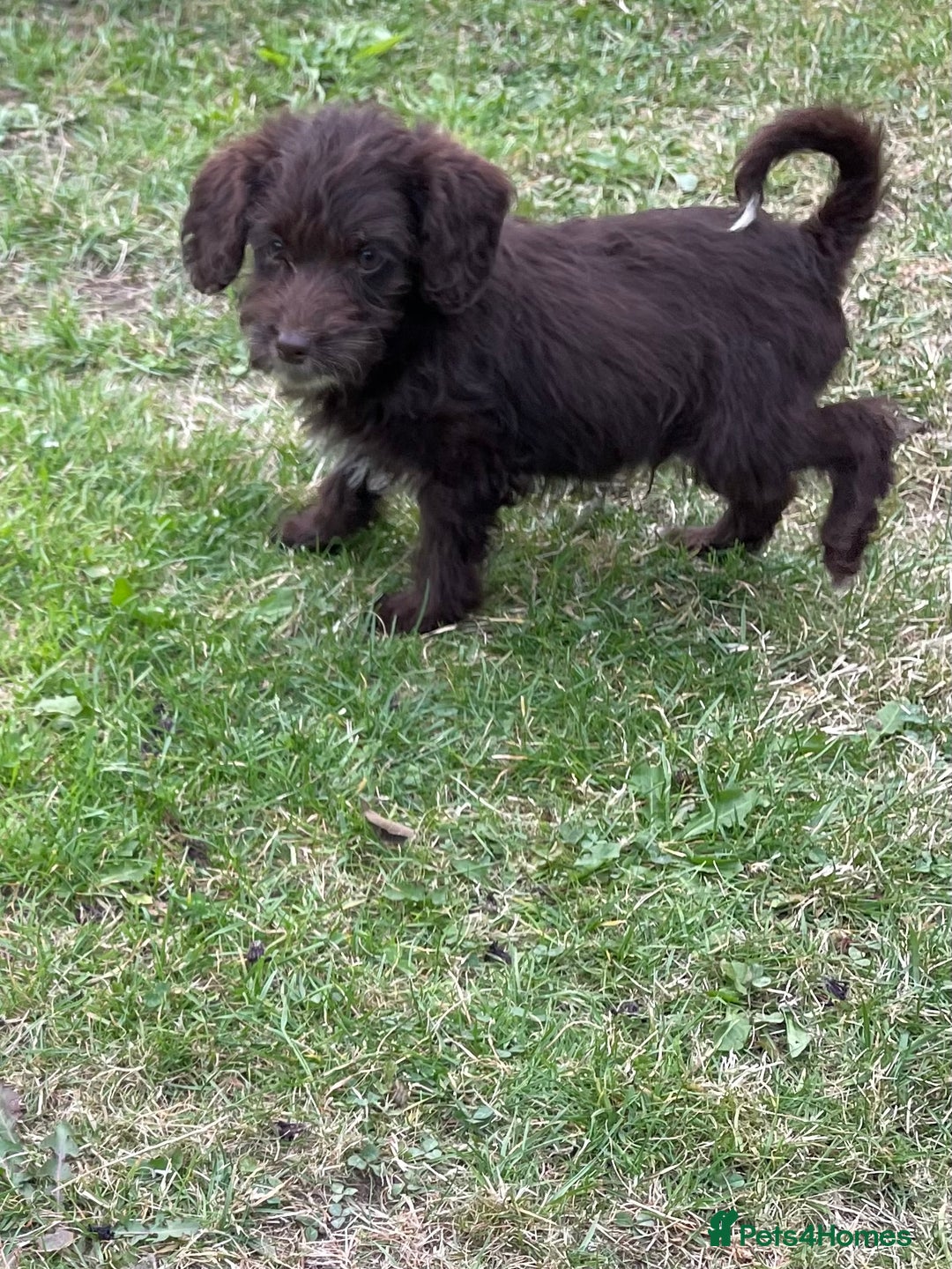 Labradoodle dogs for sale: miniature labradoodle puppies - Image 4