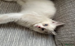Ragdoll cats for sale: Pedigree Bicolour Ragdoll kittens  - Image 12