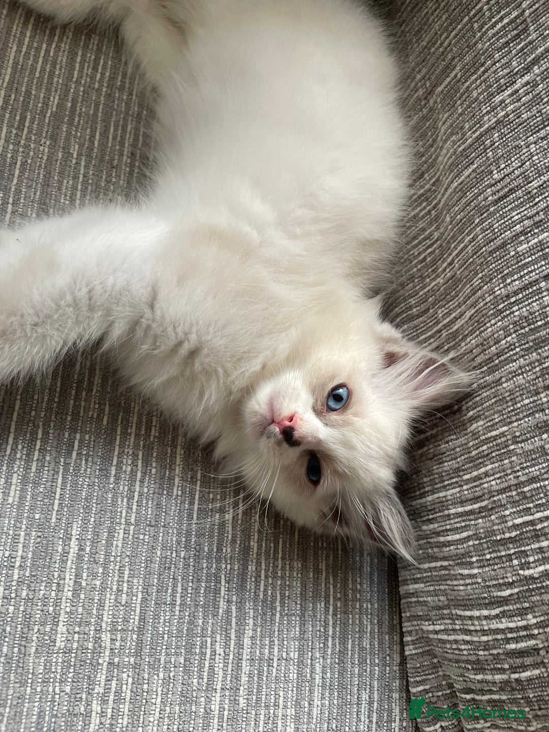 Ragdoll cats for sale: Pedigree Bicolour Ragdoll kittens  - Image 12