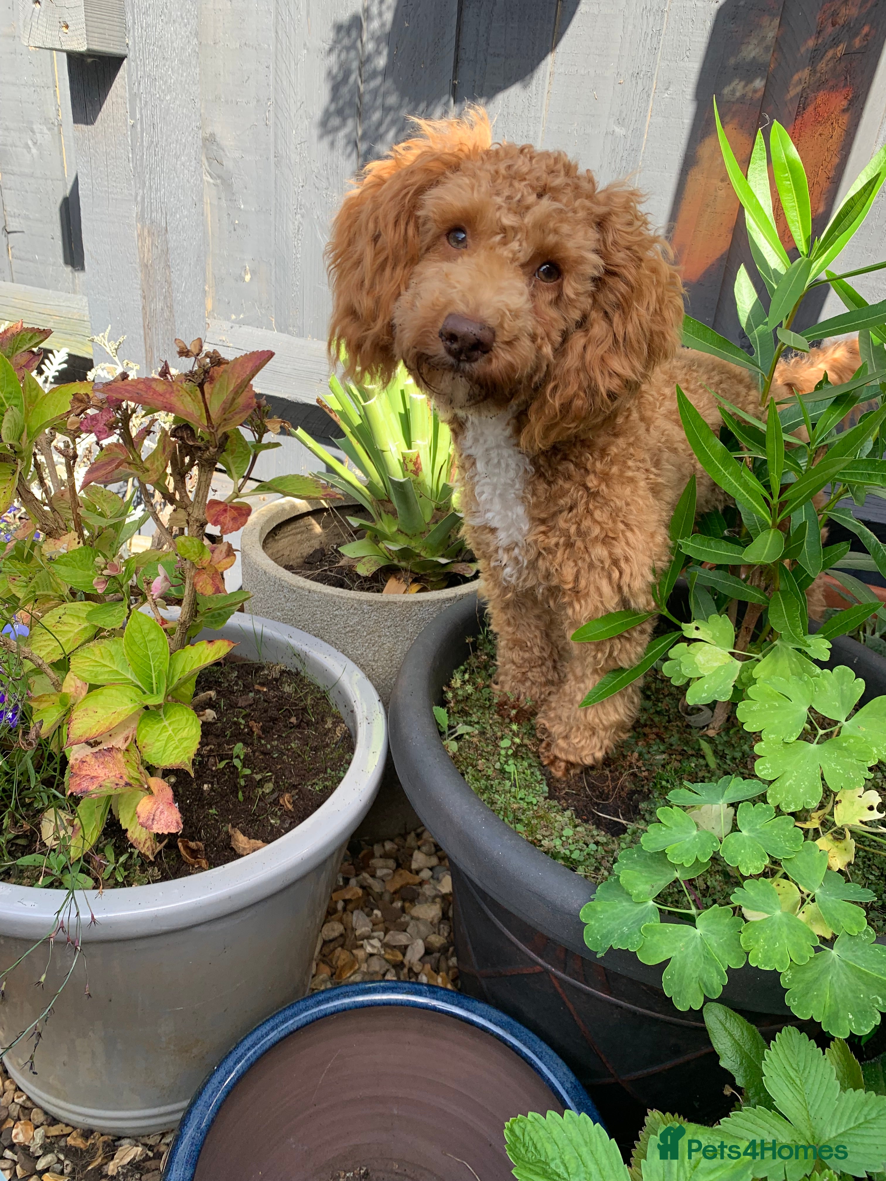 Toy Poodle dogs Quinn Color tested KC regToy Poodle for Stud ONLY. - Advert 5