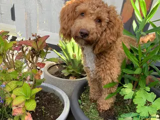 Toy Poodle dogs Quinn Color tested KC regToy Poodle for Stud ONLY. - Advert 5