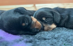 Miniature Dachshund dogs for sale: Beautiful KC Registered Miniature Dachshunds - Image 2
