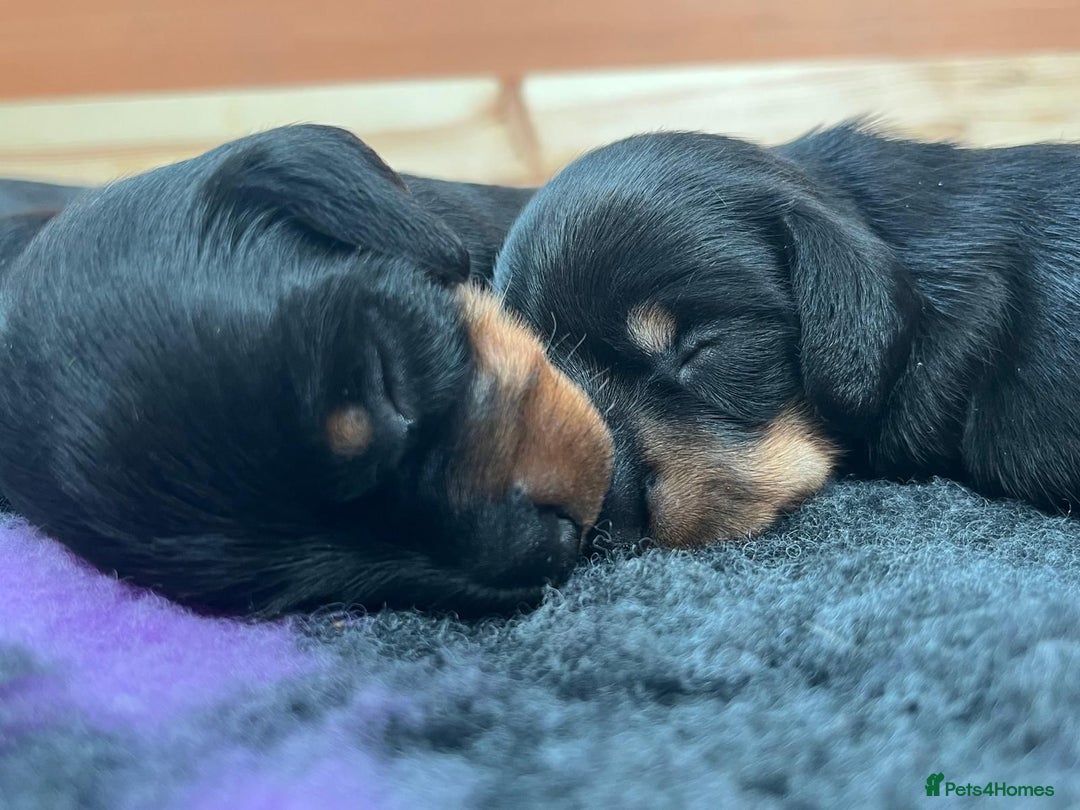 Miniature Dachshund dogs for sale: Beautiful KC Registered Miniature Dachshunds - Image 2