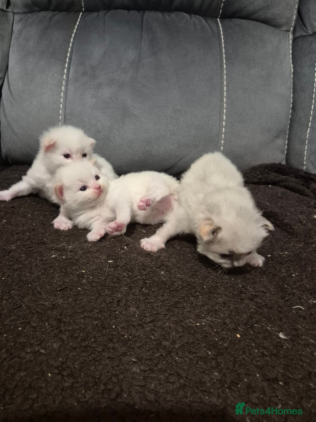 Ragdoll cats for sale: Pure ragdolls 2 flame loits 1 rare tortie - Image 5