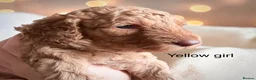Cockapoo dogs for sale: Extensively health checked cockapoo puppies   - Advert 18