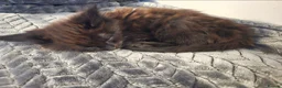 Maine Coon cats for sale: Male Black Maine Coon Kitten - Advert 6