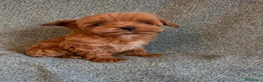 Maltipoo 3