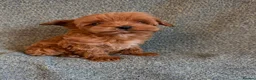 Maltipoo dogs for sale: Stunning Tiny Red Korean Maltipoo Pups  - Advert 6