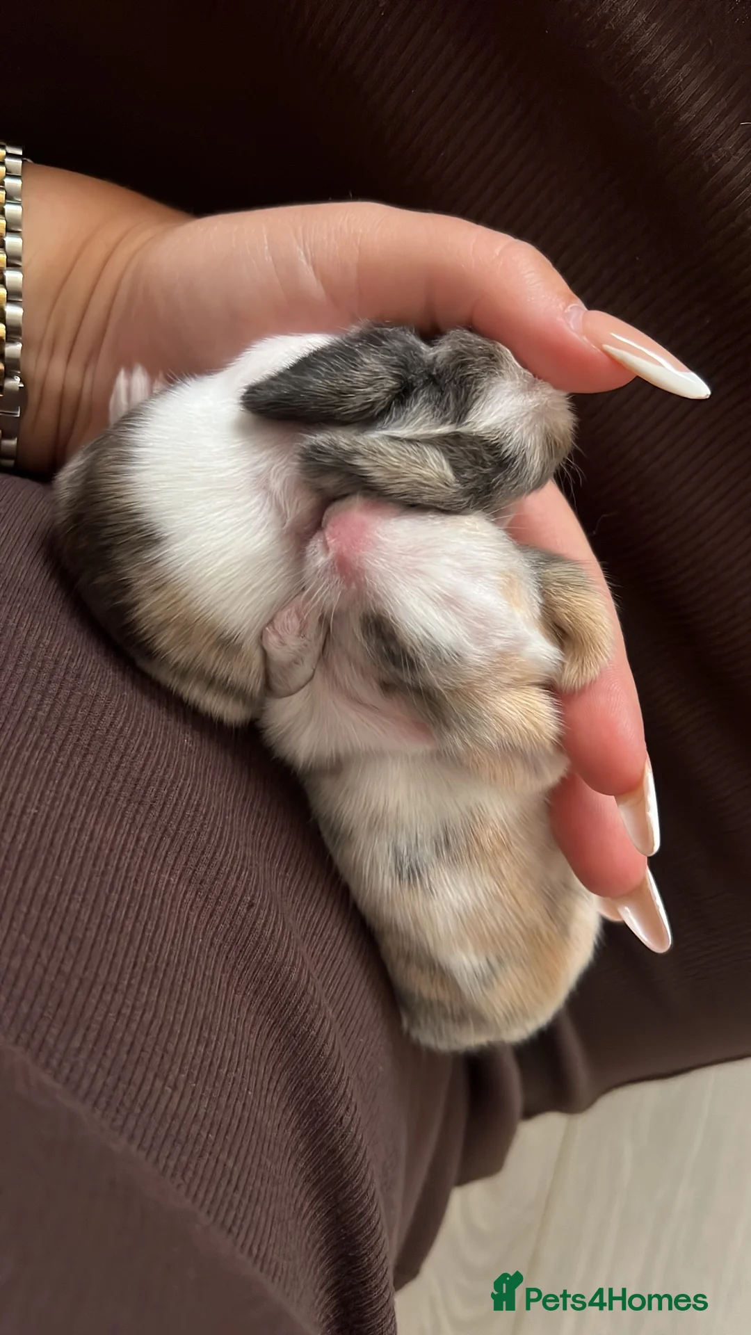 Lionhead rabbits for sale: Lionhead bunnies  in Nantwich - Advert 4