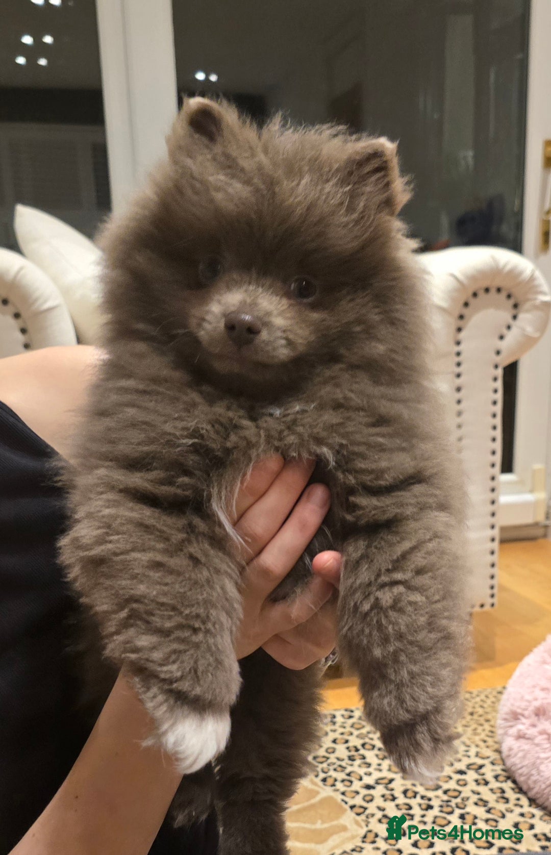 Pomeranian dogs for sale: Stunningly beautiful Pomeranian babies - Advert 9