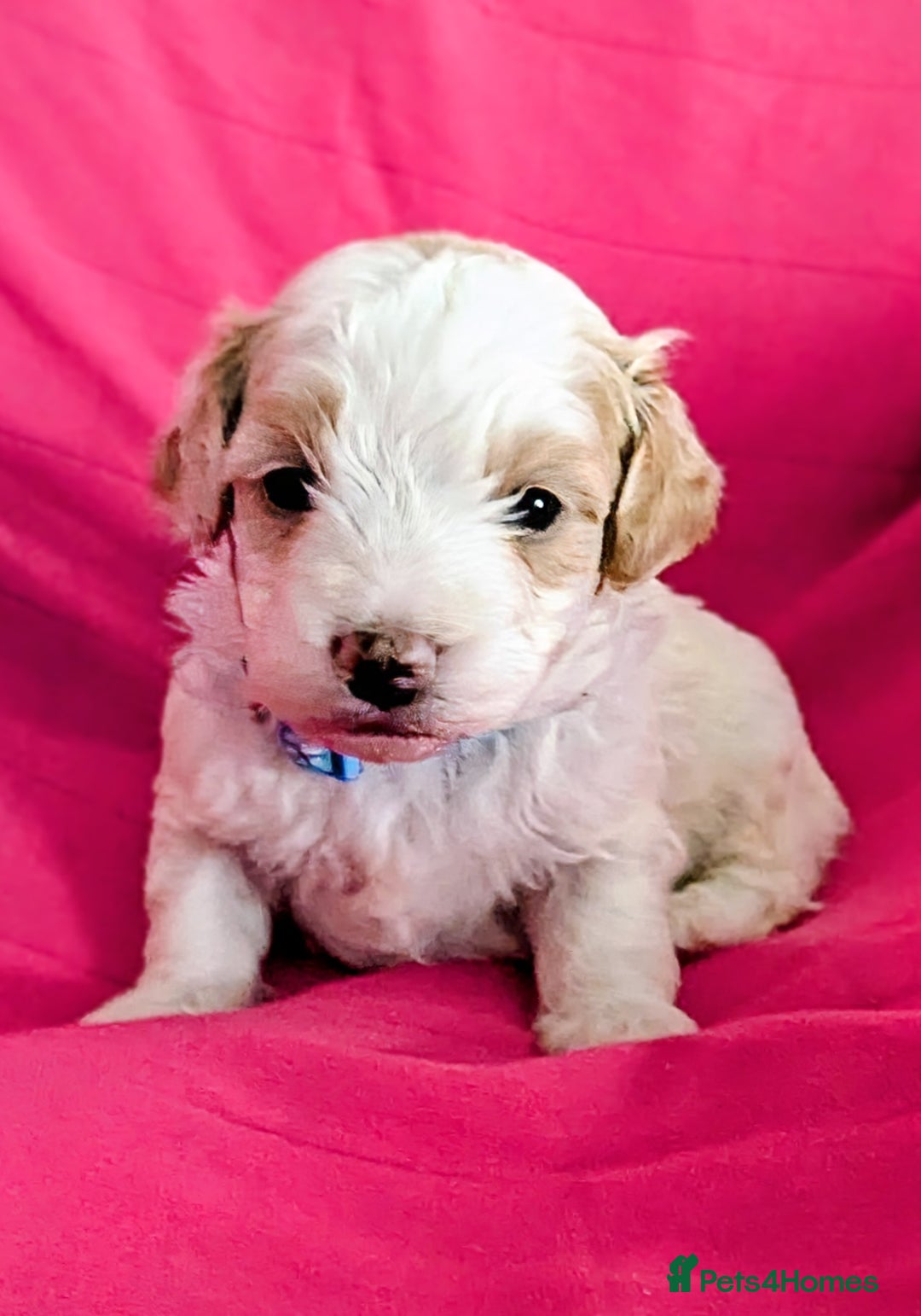 Maltipoo dogs for sale: Beautiful Toy Maltipoo Puppies - Advert 14
