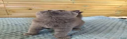 British Shorthair cats for sale: Beautiful pedigree British Shorthair kittens - Advert 1