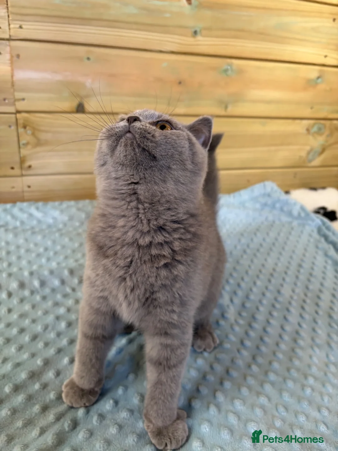 British Shorthair cats for sale: Beautiful pedigree British Shorthair kittens - Advert 1