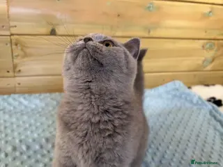 British Shorthair cats Beautiful pedigree British Shorthair kittens - Advert 7