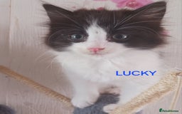 Ragdoll cats for sale: CUTE SOLID RAGDOLL KITTENS  - Image 4
