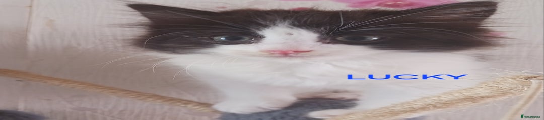 Ragdoll Kitten 3