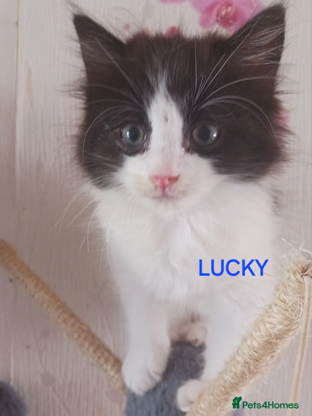 Ragdoll cats for sale: CUTE SOLID RAGDOLL KITTENS  - Image 4