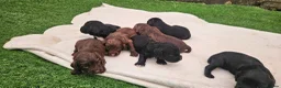 Sprocker dogs for sale: Working Sprocker pups  in Bishop Auckland - Advert 11
