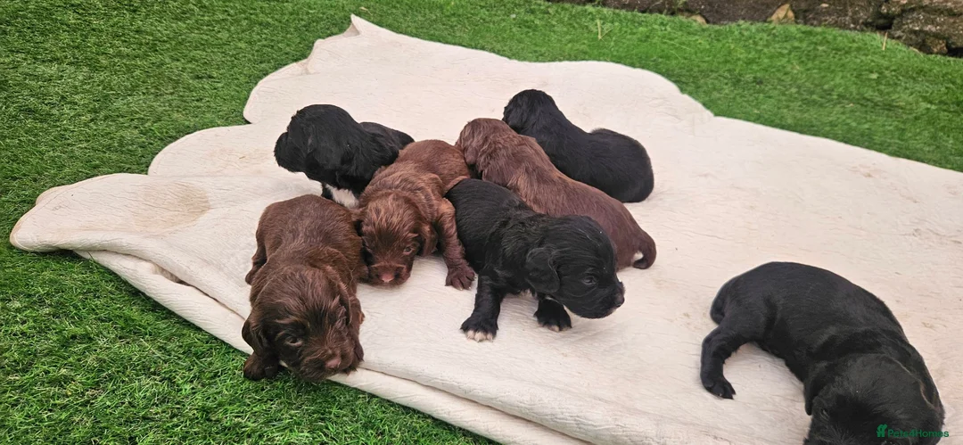 Sprocker dogs for sale: Working Sprocker pups  in Bishop Auckland - Advert 11