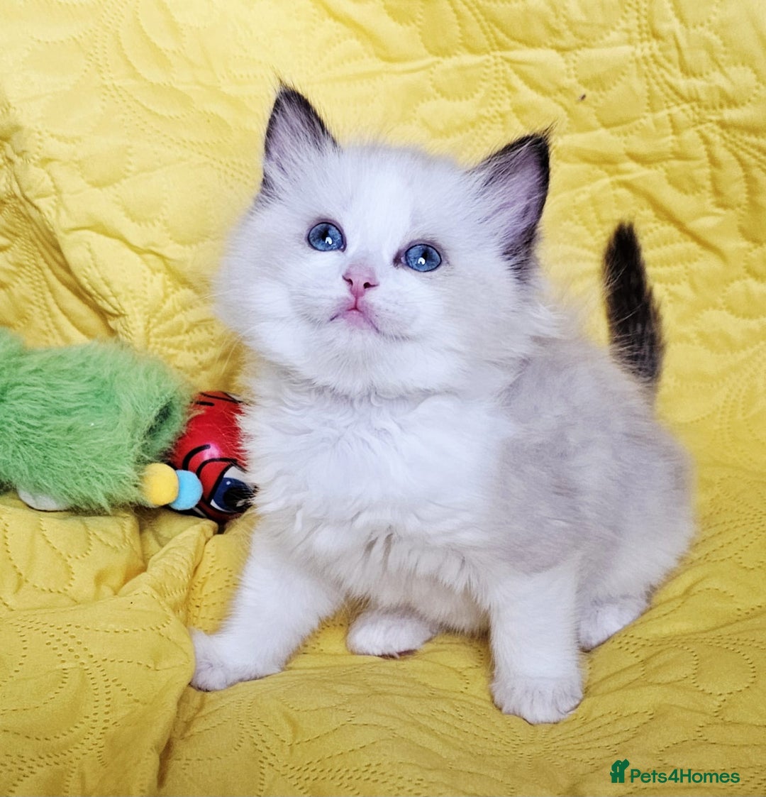 Ragdoll cats for sale: Cute Ragdoll kittens  - Advert 5